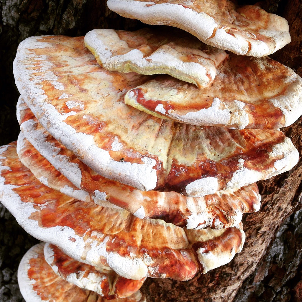 Plants & Fungi: A Connection Between Sun and Soil