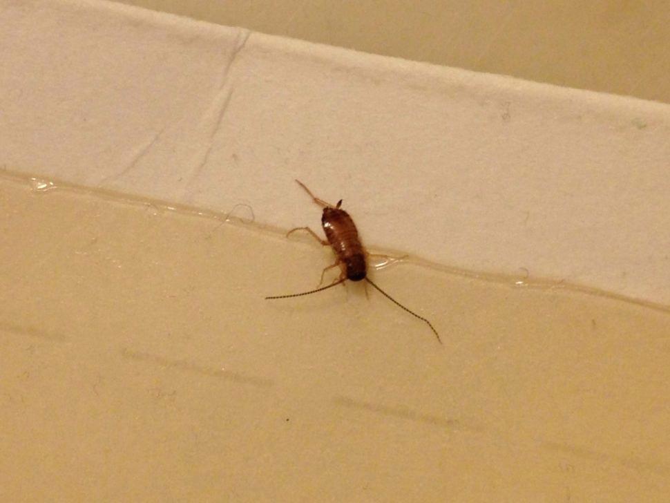 Remodel Baby Roaches In Bathroom